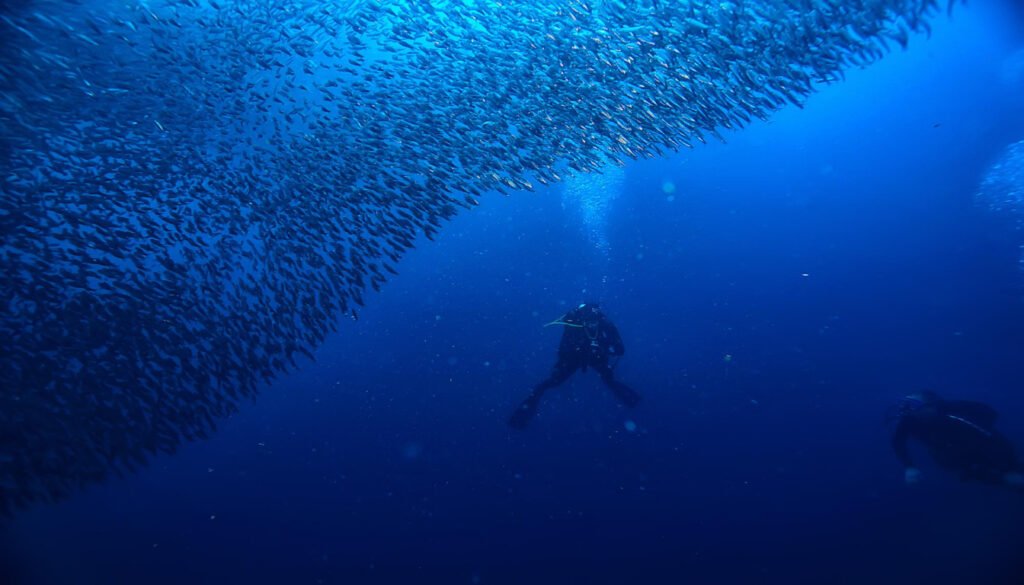 sardine run